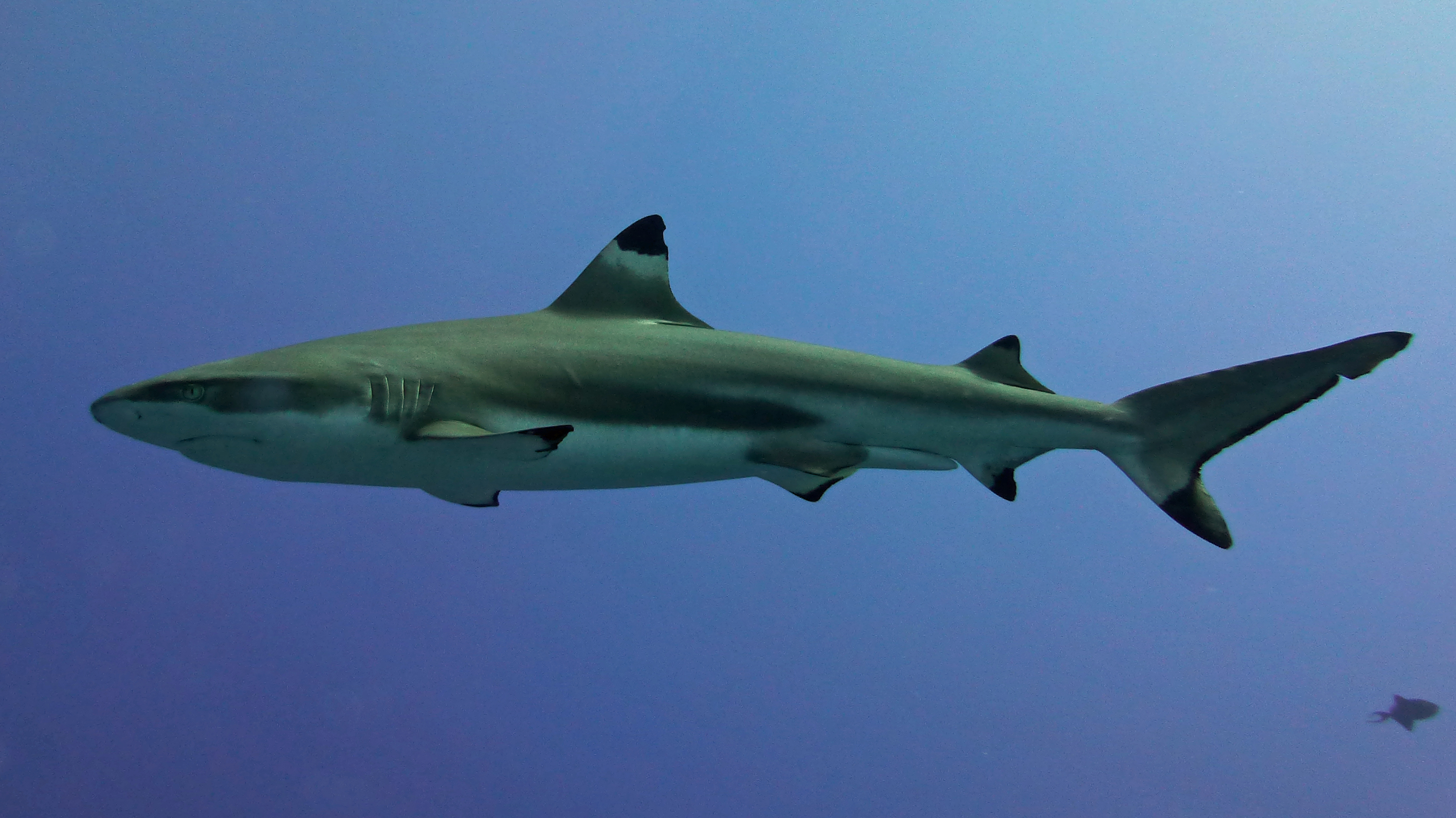 A big blacktip reef shark, Mo'orea 2019.
